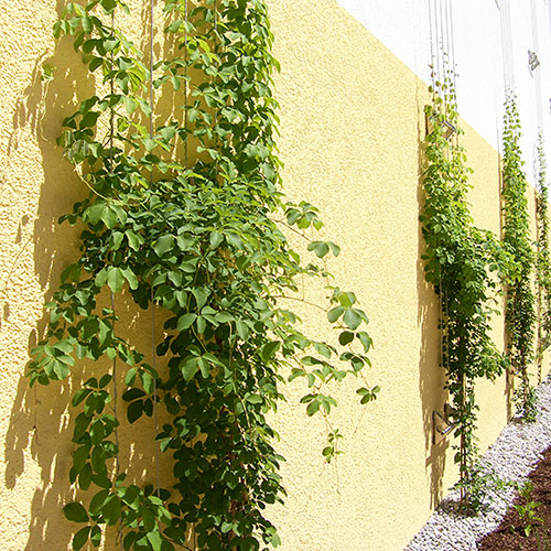 Kletterpflanzen bis ca. 8 m Wuchshöhe Fünfblättrige Akebie - Akebia quinata