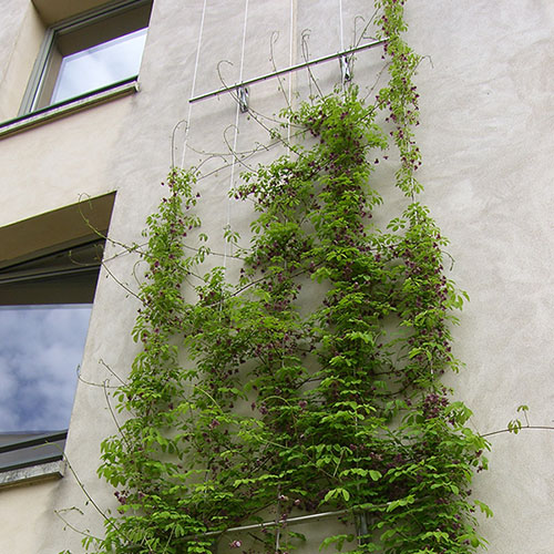 Kletterpflanzen bis ca. 8 m Wuchshöhe Fünfblättrige Akebie - Akebia quinata 4.5