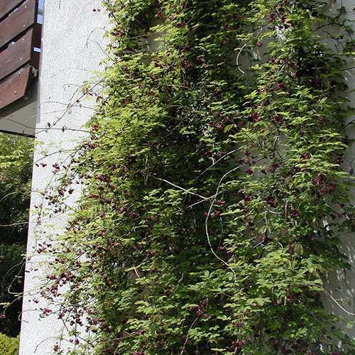 Kletterpflanzen bis ca. 8 m Wuchshöhe Fünfblättrige Akebie - Akebia quinata 4.9