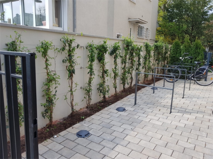 Gartenmauer mit Lonicera an Rankgitter Halter Serie 90