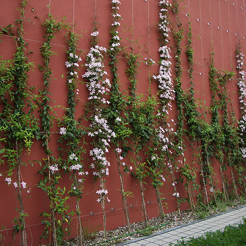 Kletterpflanzen bis 10 m Wuchshöhe-Anemonen Waldrebe, Clematis montana  rubens