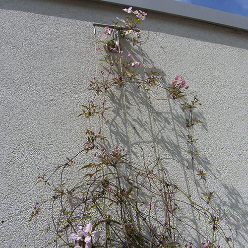 Kletterpflanzen bis 10 m Wuchshöhe-Anemonen Waldrebe, Clematis montana  rubens 15-4