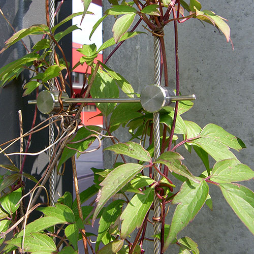 Kletterpflanzen bis 10 m Wuchshöhe-Anemonen Waldrebe, Clematis montana  rubens 15-6