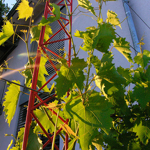Kletterpflanzen bis 10 m Weinrebe - Vitis vinifera