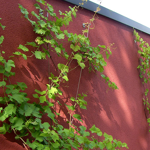 Kletterpflanzen bis 10 m Weinrebe - Vitis vinifera 49.2