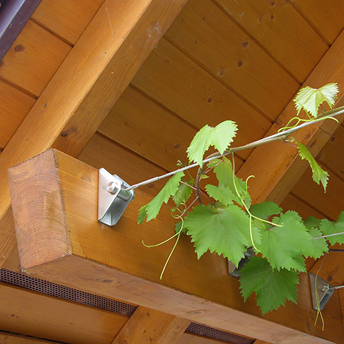 Kletterpflanzen bis 10 m Weinrebe - Vitis vinifera 49.4
