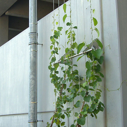 Kletterpflanzen bis 10 m Wuchshöhe-Pfeifenwinde - Aristolochia macrophylla-6.4