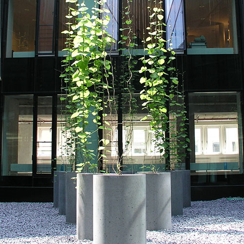 Kletterpflanzen bis 10 m Wuchshöhe-Pfeifenwinde - Aristolochia macrophylla-6.5