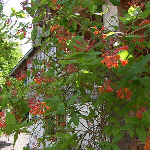 Kletterpflanzen bis ca. 4 m Wuchshöhe-Trompeten-Geißblatt - Lonicera x brownii