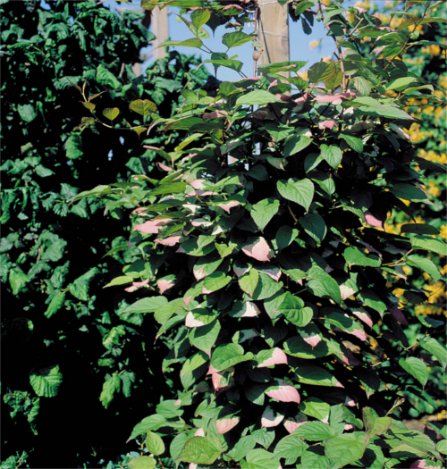 Kletterpflanzen bis ca. 4 m Wuchshöhe-Rosa Strahlengriffel - Actinidia kolomikta