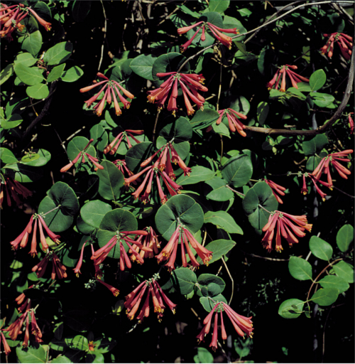 Kletterpflanzen bis ca. 4 m Wuchshöhe-Trompeten-Geißblatt - Lonicera x brownii 29.2 