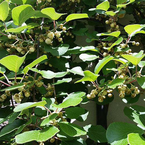 Kletterpflanzen bis ca. 6 m Wuchshöhe-Gelber Strahlengriffel - Actinidia arguta