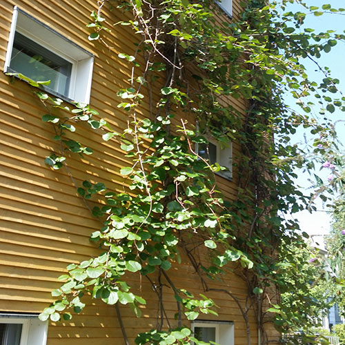 Kletterpflanzen bis ca. 6 m Wuchshöhe-Gelber Strahlengriffel - Actinidia arguta-1.3
