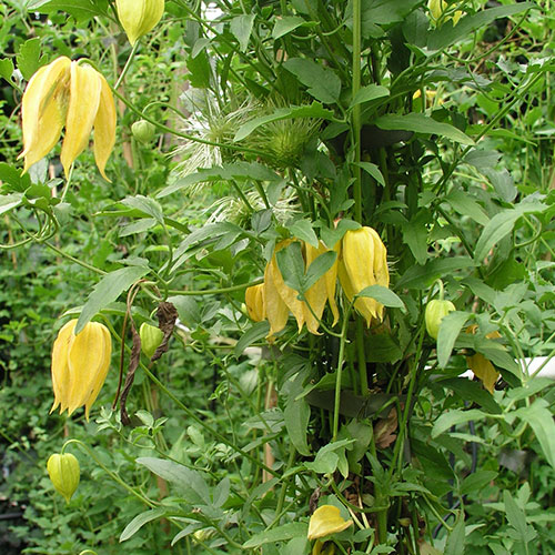 Kletterpflanzen bis ca. 6 m Wuchshöhe-Gold Waldrebe - Clematis tangutica-17.0