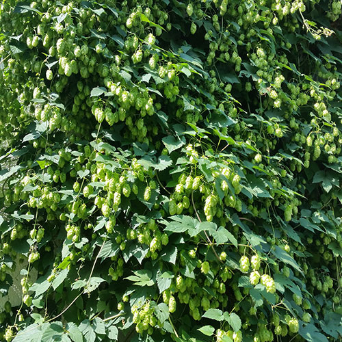 Kletterpflanzen bis ca. 6 m Wuchshöhe-Hopfen - Humulus lupulus