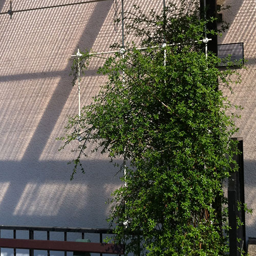 Kletterpflanzen bis ca. 6 m Wuchshöhe-Gelber Winterjasmin - Jasminum nudiflorum-28.1