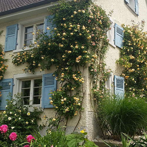 Kletterpflanzen bis ca. 6 m Wuchshöhe-Kletterrosen - Rosa, kletternde Sorten-41.5