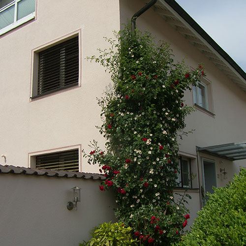 Kletterpflanzen bis ca. 6 m Wuchshöhe-Kletterrosen - Rosa, kletternde Sorten-41.6