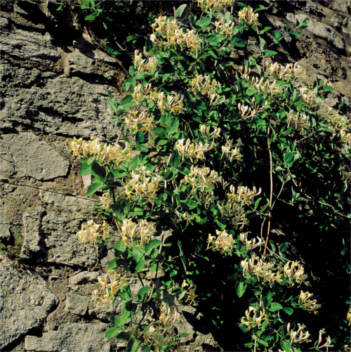 Kletterpflanzen bis ca. 6 m Wuchshöhe-Jelängerjelieber - Lonicera caprifolium