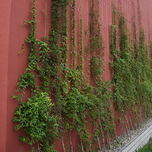 Kletterpflanzen bis ca. 8 m Wuchshöhe Immergrünes Geißblatt - Lonicera x henryi-32.1