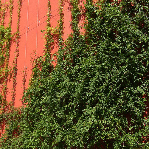 Kletterpflanzen bis ca. 8 m Wuchshöhe Immergrünes Geißblatt - Lonicera x henryi-32.2