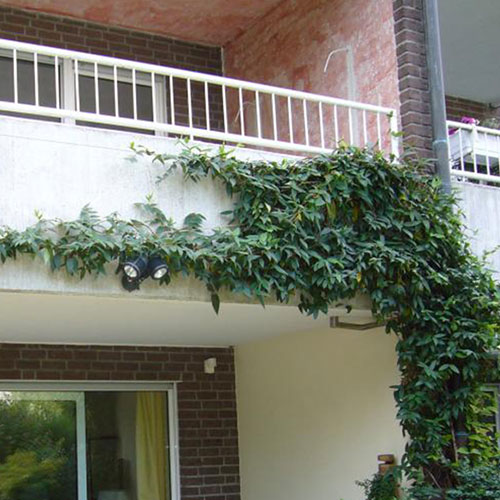 Kletterpflanzen bis ca. 8 m Wuchshöhe Immergrünes Geißblatt - Lonicera x henryi-32.5