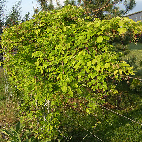 Kletterpflanzen bis ca. 8 m Wuchshöhe Fünfblättrige Akebie - Akebia quinata 4.11