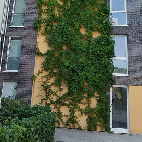 Kletterpflanzen bis ca. 8 m Wuchshöhe Fünfblättrige Akebie - Akebia quinata 4.13