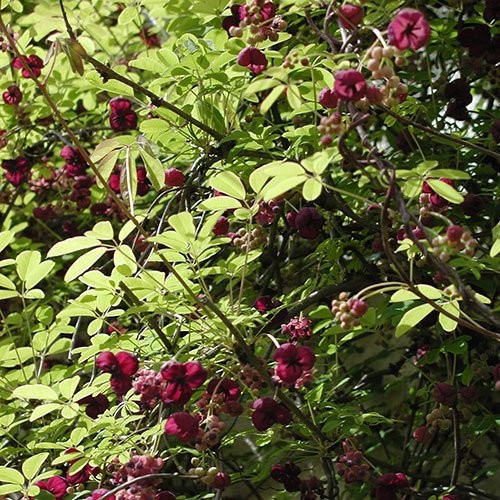 Kletterpflanzen bis ca. 8 m Wuchshöhe Fünfblättrige Akebie - Akebia quinata 4.4
