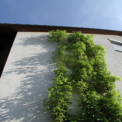 Kletterpflanzen bis ca. 8 m Wuchshöhe Fünfblättrige Akebie - Akebia quinata 4.8