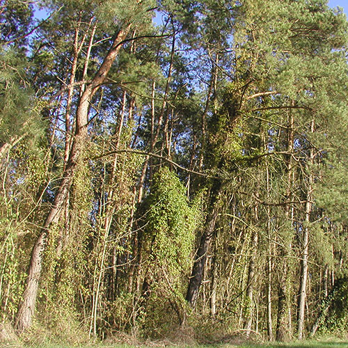 Kletterpflanzen über 12 m Gemeine Waldrebe - Clematis vitalba-19.3