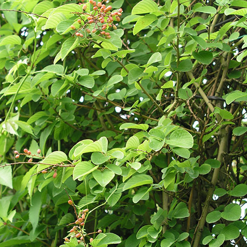 Kletterpflanzen über 12 m Chinesischer Baumwürger - Celastrus orbiculatus 10-4