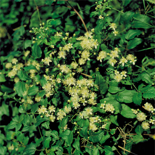 Kletterpflanzen über 12 m Gemeine Waldrebe - Clematis vitalba