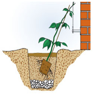 Tipps zu Pflanzung und Pflege - Clematis - 1- 