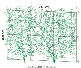 50-rankelement_B100-03