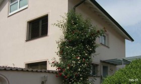 Blickfang mit Kletterrosen 