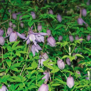 Clematis macropetala