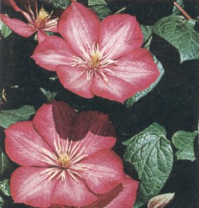 Clematis-Hybride6