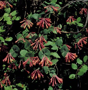 Lonicera brownii