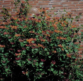 Lonicera-heckrotii-Goldflame6