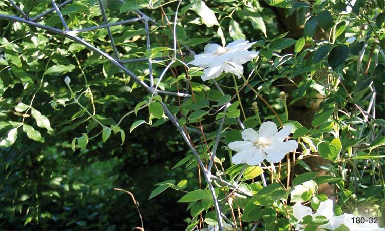 Rosenbogen-Set mit Rundbogen freistehend