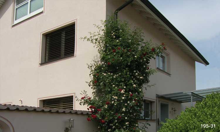 Schutz des Pflanzenstandortes und Begrünung von Fallrohren