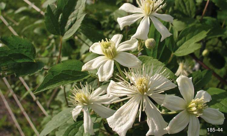 Mit Filigranstreben und Kletterpflanzen individuell gestalten 